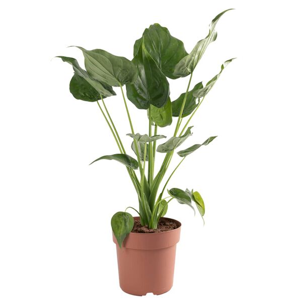 vidaXL Alocasia Cucullata &Oslash;21 H&ouml;he 65-75 cm