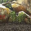 Produkt-Miniaturbild 2 von 5