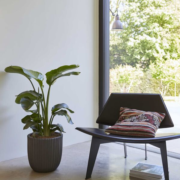 Capi Blumentopf Urban Tube Rund 35x34 cm Schwarz KBLT932