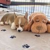 Snuggle Puppy Hundespielzeug mit Herzschlag Braun