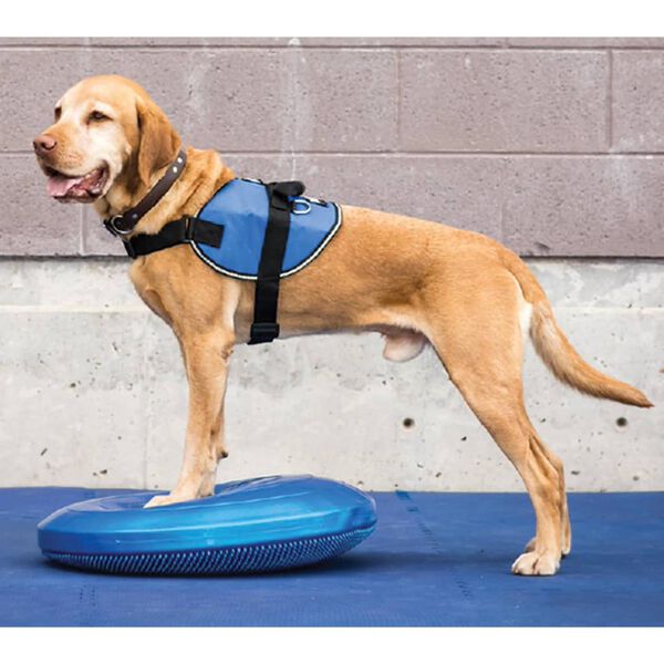 FitPAWS Balance-Scheibe f&uuml;r Haustiere 36 cm Blau