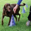 FitPAWS Hunde-Agility-Set Canine Gym