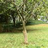 vidaXL Juterolle 0,5 x 15 m 100 % Jute 200 g/m&sup2;