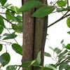 vidaXL Ficusbaum K&uuml;nstlich 2016 Bl&auml;tter 300 cm Gr&uuml;n