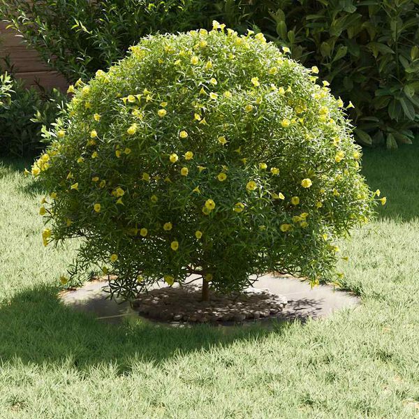 vidaXL geeignet f&uuml;r flache Baumringe 5 pcs Silber &Oslash;30 / 60 cm Edelstahl