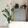 Emerald K&uuml;nstliche Pflanze Strelitzia im Topf mit Blumen 120 cm