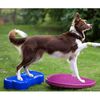 FitPAWS Balance-Scheibe f&uuml;r Haustiere 56 cm Razzleberry