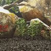 Produkt-Miniaturbild 2 von 5