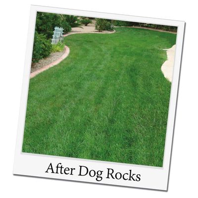 Dog Rocks Steine gegen Hunde-Urinflecken auf Rasen