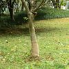 vidaXL Jutegewebe 0,25x10 m 100% Jute 200 g/m&sup2;