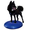 FitPAWS Balance-Scheibe f&uuml;r Haustiere 56 cm Blau