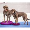 FitPAWS Balance-Scheibe f&uuml;r Haustiere 56 cm Razzleberry
