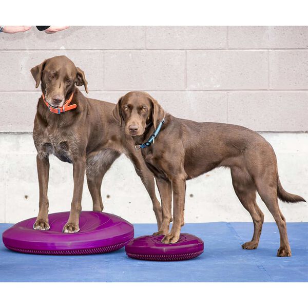 FitPAWS Balance-Scheibe f&uuml;r Haustiere 56 cm Razzleberry