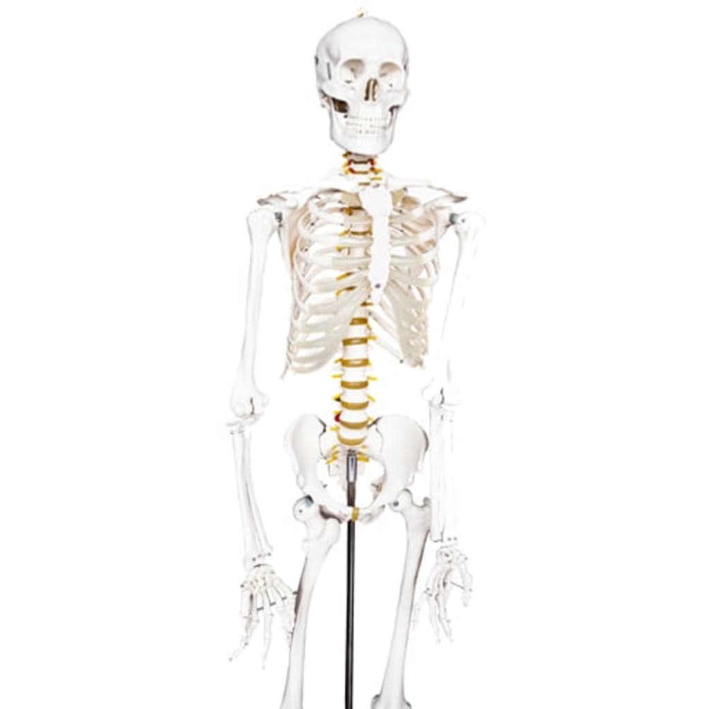 Skelett Anatomie Modell