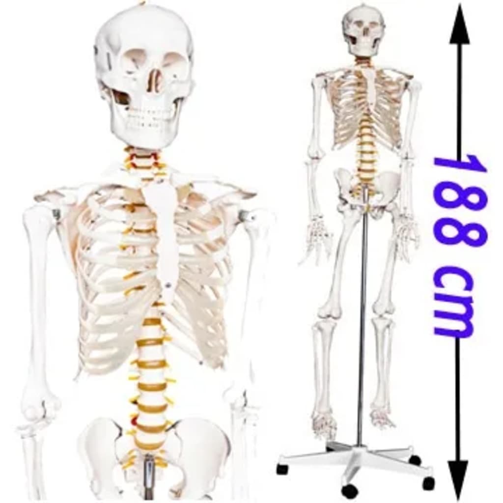 Skelett Anatomie Modell