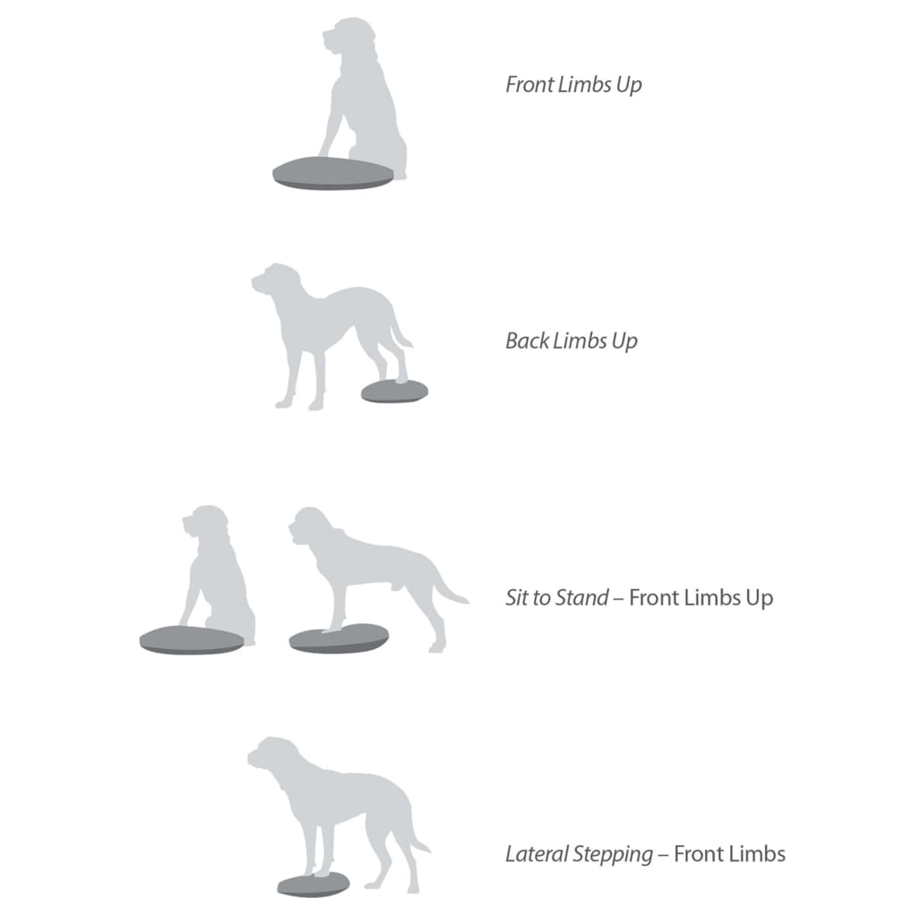 FitPAWS Balance-Scheibe für Haustiere 56 cm Razzleberry